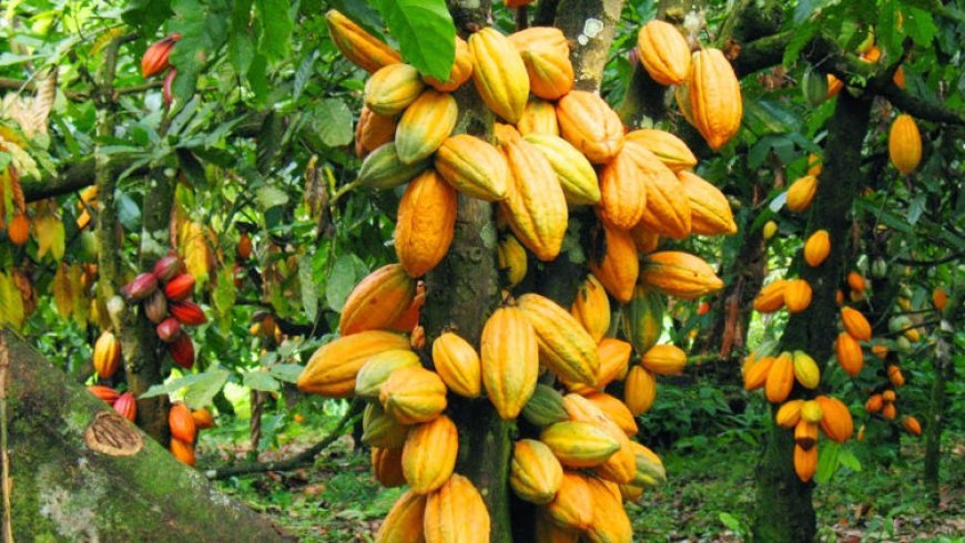 2024 C'River Cocoa Allocation Unjust, Anti 'People First', Etung Youths Cry Out