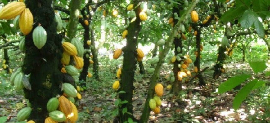 Cross River Gov't Threatens To Arrest Illegal Occupants of Cocoa Estates 