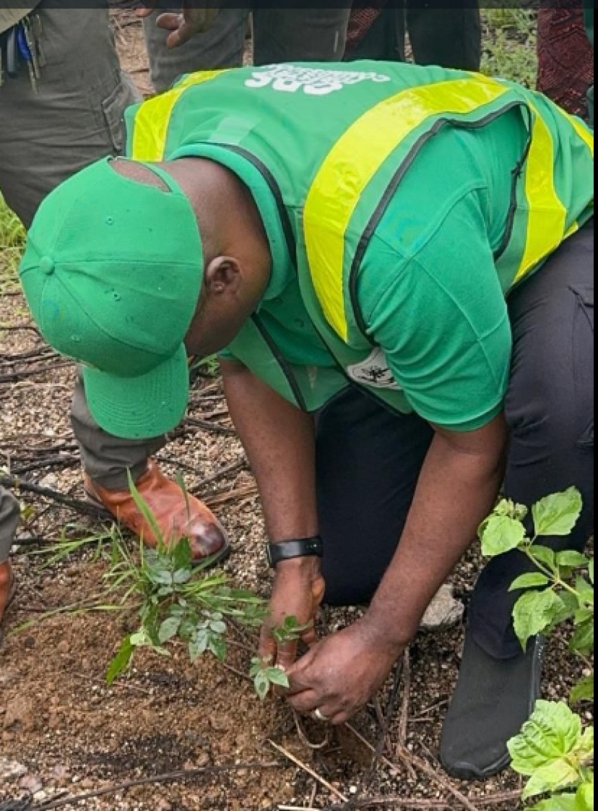 CRSG Partners ARADIN, Stanbic Bank To Plant 60,000 Trees 