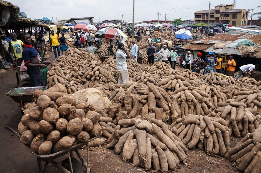 C'River Farmers To Enjoy Bumper harvest, says ADP