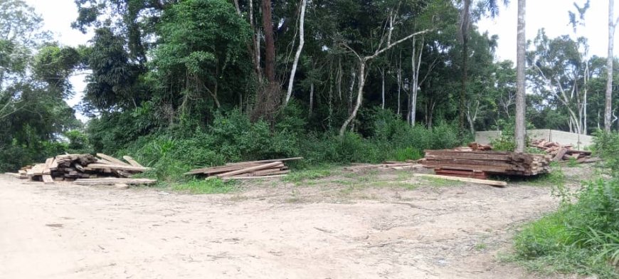  Illegal Chinese Company Invades Okuni, Ikom Forests, Engage in Massive Wood Logging Processing  …Communities Accuse Gov't of Complicity