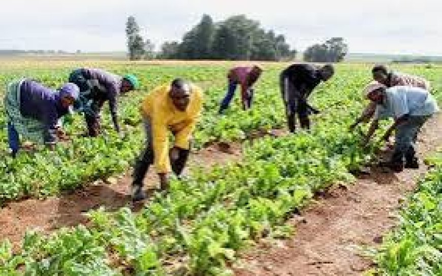 Green Money: FG to Empower 100, 000 Young Farmers In First Phase 