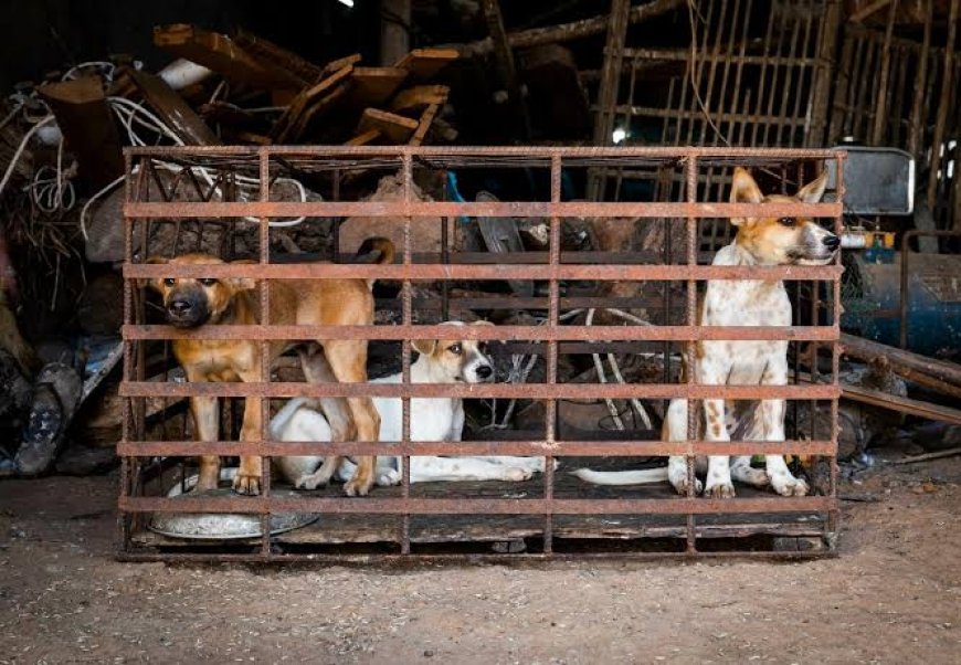 EXCLUSIVE: YULETIDE: SCARCITY OF DOG MEAT HITS CALABAR METROPOLIS 