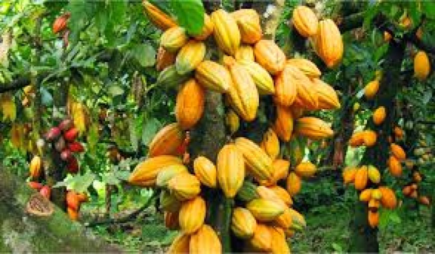 Tinubu Approves Creation Of National Cocoa Management Board
