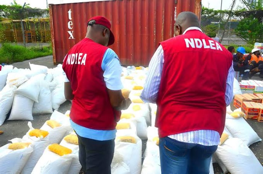 NDLEA Destroys 30 Hectares of Cannabis Plantation in Cross River