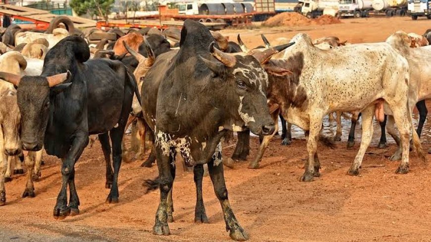 Ebonyi Pays ₦150m Counterpart Fund For Integrated Ranch Project