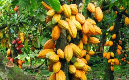 Otu Bars Ofuka, Others From Govt. Cocoa Estate Amid Payment Of N34M Royalties To Landlord Communities