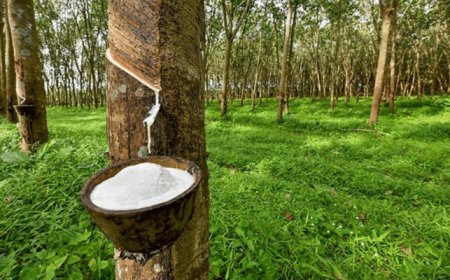 Depletion Of Estate Hindering Maximum Rubber Production, Says PAMOL MD, Obi
