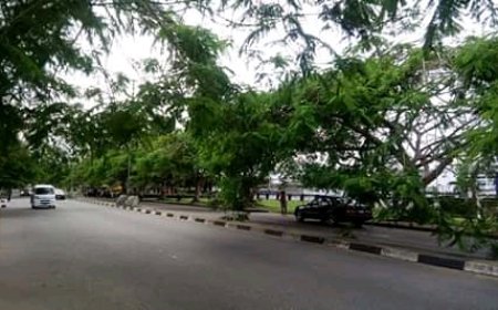 OPINION:  Let Our Trees Survive In Cross River State