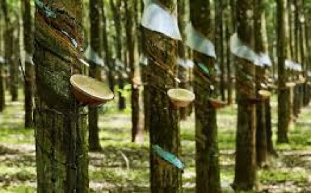 Calabar High Court Restrains C'River Gov't From Taking Over CREL Rubber Estates In Akamkpa, Biase