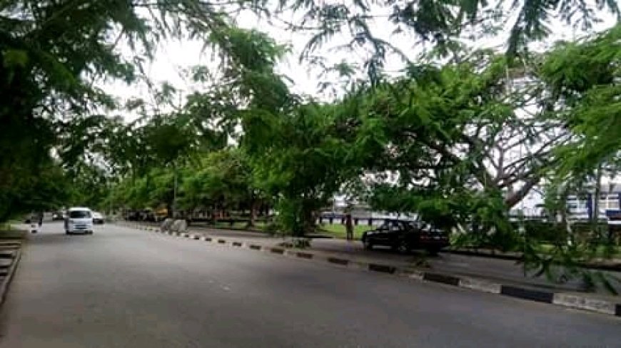 OPINION: Let Our Trees Survive In Cross River State