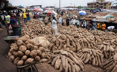 C'River Farmers To Enjoy Bumper harvest, says ADP