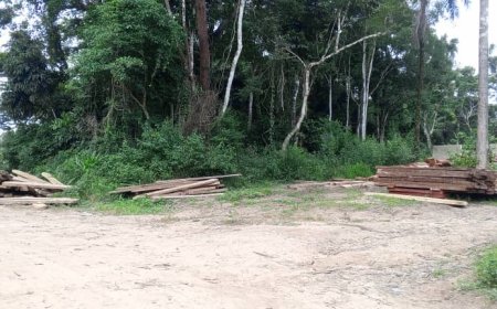 Illegal Chinese Company Invades Okuni, Ikom Forests, Engage in Massive Wood Logging Processing  …Communities Accuse Gov't of Complicity