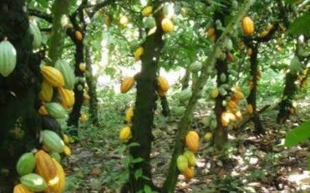 Committee Uncovers Over 500 Cocoa Farmlands Illegally Annexed