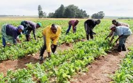 Green Money: FG to Empower 100, 000 Young Farmers In First Phase