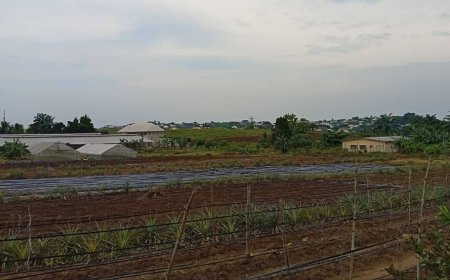 300,000 Farmers Across Nigeria Have benefitted From fNAGS-AP Project, Says Agric Minister, Kyari