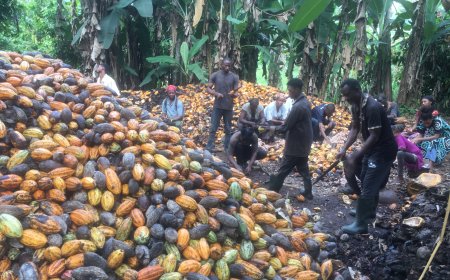How Climate Change Takes Toll On Nigeria’s Cocoa Farmers