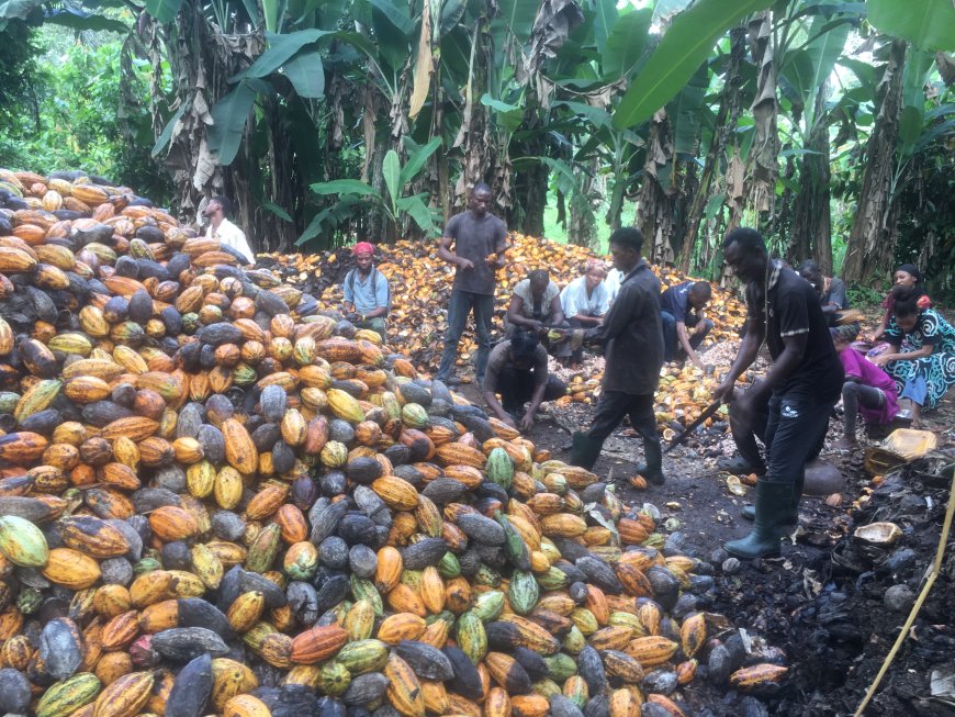 How Climate Change Takes Toll On Nigeria’s Cocoa Farmers