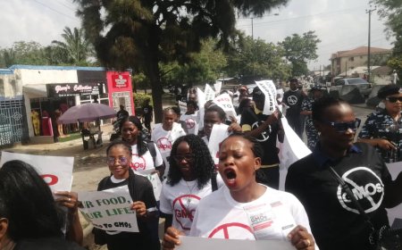 Coalition To FG: Ban GMOs In Nigeria To Guarantee Safety Of Lives