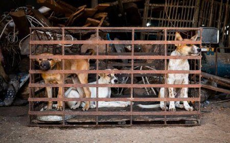 EXCLUSIVE: YULETIDE: SCARCITY OF DOG MEAT HITS CALABAR METROPOLIS