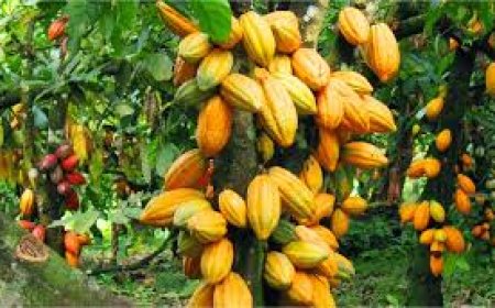 Tinubu Approves Creation Of National Cocoa Management Board