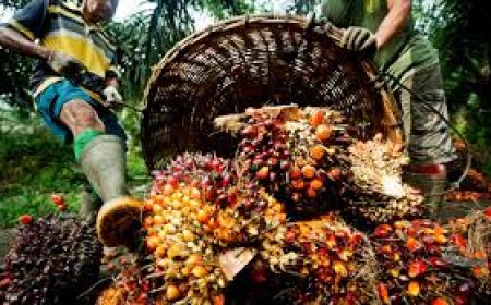 BUSINESS: 2025 PALM OIL BAROMETER CALLS FOR FAIRER PALM OIL VALUE CHAINS IN WEST AFRICA