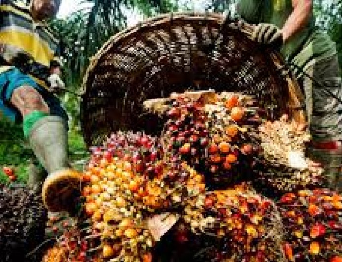 BUSINESS: 2025 PALM OIL BAROMETER CALLS FOR FAIRER PALM OIL VALUE CHAINS IN WEST AFRICA