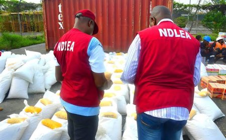 NDLEA Destroys 30 Hectares of Cannabis Plantation in Cross River