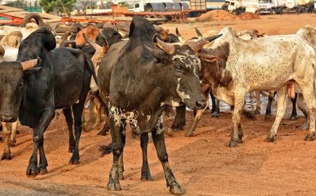 Ebonyi Pays ₦150m Counterpart Fund For Integrated Ranch Project