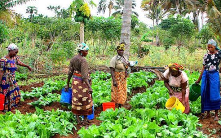 Bayelsa Agro News: Gov Diri Urges Dangote to Establish Rice Mills Near Local Farms Clusters in Bayelsa