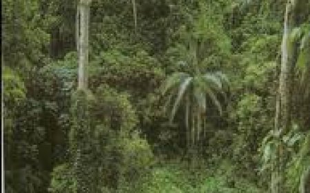 FOREST OF FORTUNE: HARNESSING THE HIDDEN WEALTH OF NON-TIMBER RESOURCES IN CROSS RIVER STATE