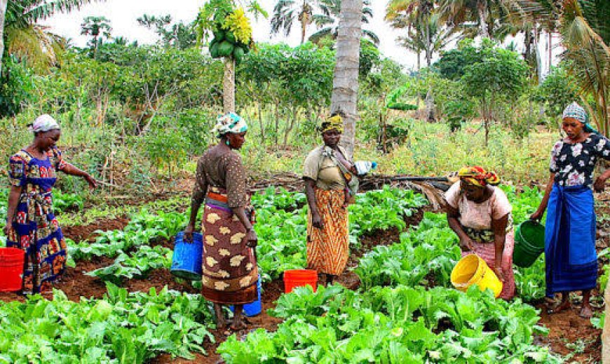 Bayelsa Agro News: Gov Diri Urges Dangote to Establish Rice Mills Near Local Farms Clusters in Bayelsa