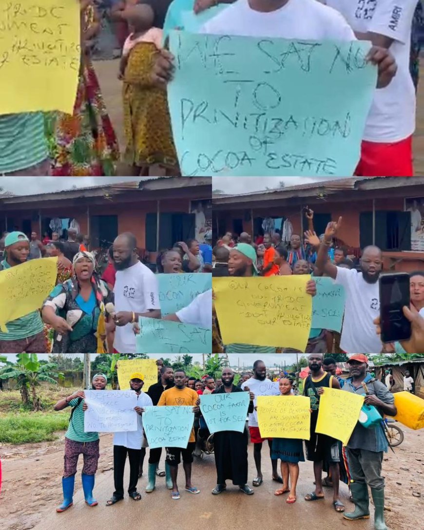 Planned Privatization of Cocoa Estates: Youth Body Slams Agric Commissioner, Says Move Callous, Politically Insensitive