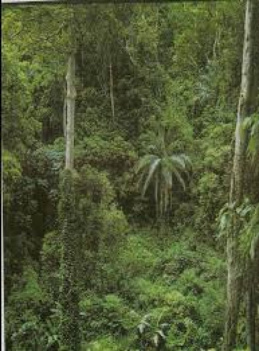 FOREST OF FORTUNE: HARNESSING THE HIDDEN WEALTH OF NON-TIMBER RESOURCES IN CROSS RIVER STATE