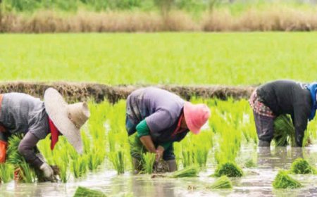 Ebonyi State: Rice farmers envisage poor harvest in 2025 due to severe flooding