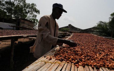 Cocoa Boom, Farmer Gloom: Report Exposes Deep Poverty Despite Record Prices