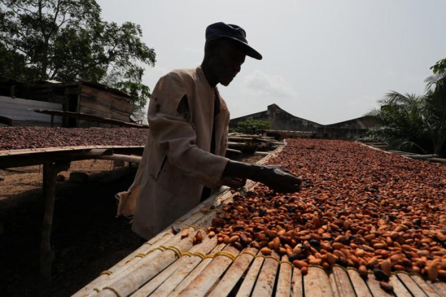 Cocoa Boom, Farmer Gloom: Report Exposes Deep Poverty Despite Record Prices