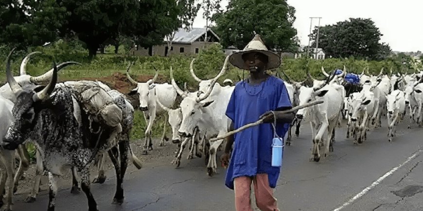 FG Says No Nationwide Ban on Open Grazing, Clarifies Gradual Shift to Ranching