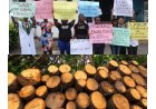 Illegal Logging Sparks Outcry as Ekuri Women Seek Assembly Action