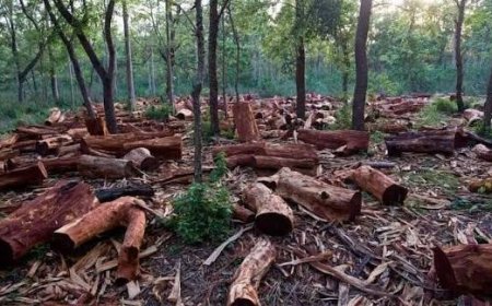 Akamkpa Community Resolves Logging Dispute with Ezemac International