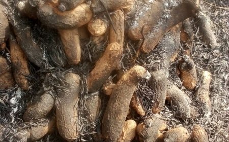 Outrage as Hunters’ Bush Fires Destroy Yam Barns in C' River