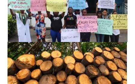 Illegal Logging Sparks Outcry as Ekuri Women Seek Assembly Action
