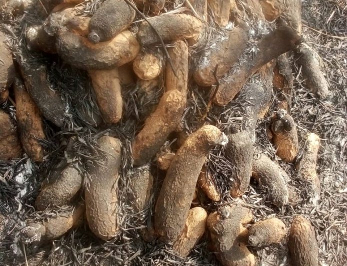 Outrage as Hunters’ Bush Fires Destroy Yam Barns in C' River