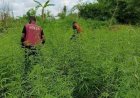NDLEA Destroys 6-Hectare Cannabis Farm in Cross River, Arrests One