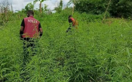 NDLEA Destroys 6-Hectare Cannabis Farm in Cross River, Arrests One