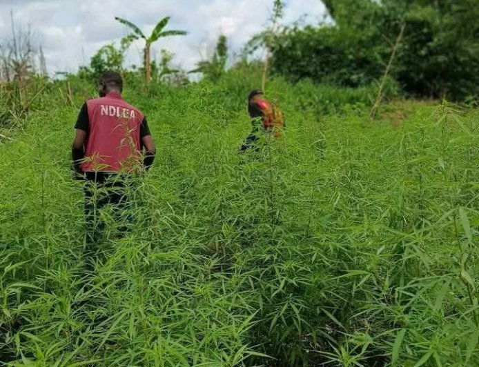 NDLEA Destroys 6-Hectare Cannabis Farm in Cross River, Arrests One