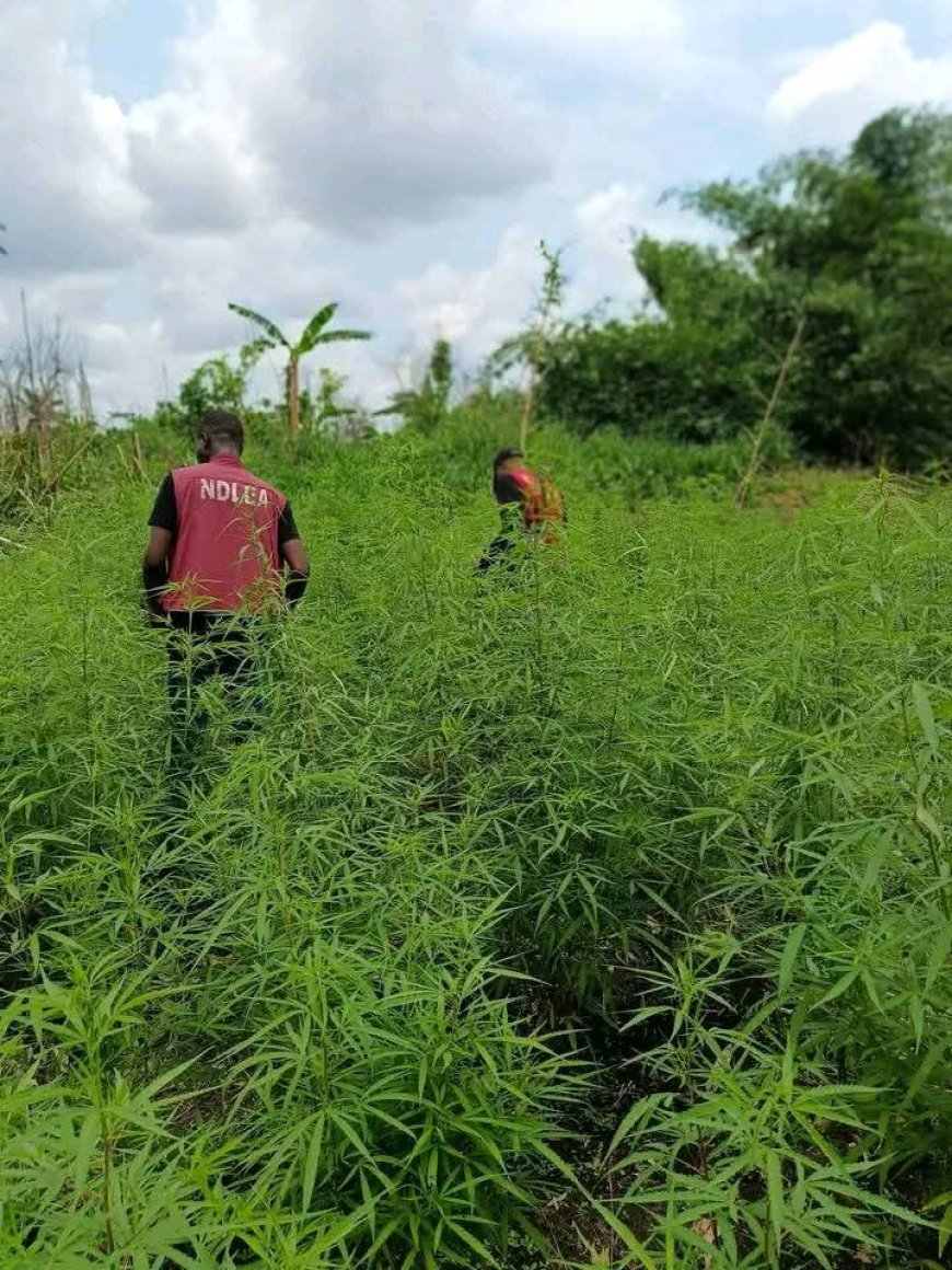 NDLEA Destroys 6-Hectare Cannabis Farm in Cross River, Arrests One