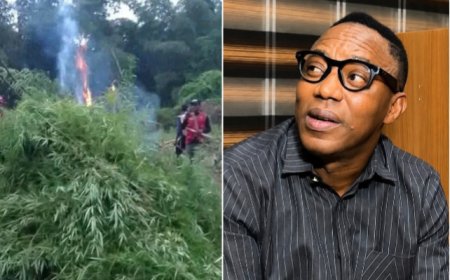 Sowore Calls for Cannabis Legalization, Slams NDLEA Over Farm Destruction