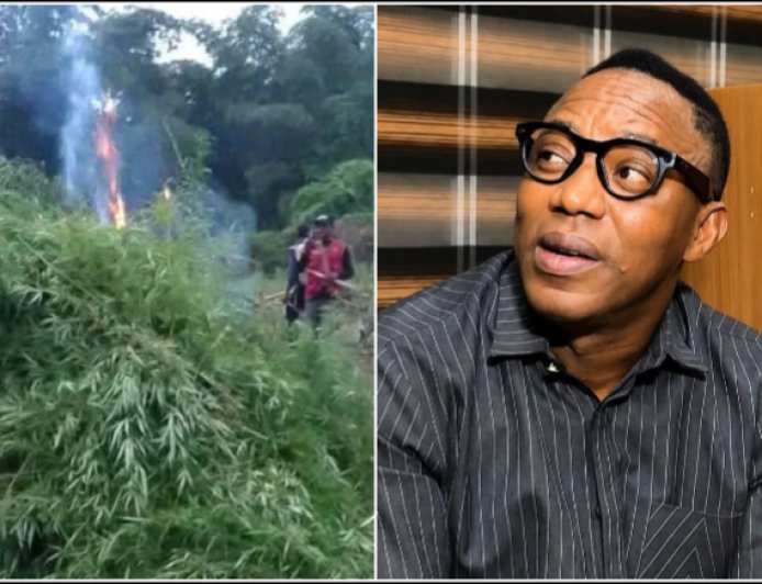 Sowore Calls for Cannabis Legalization, Slams NDLEA Over Farm Destruction