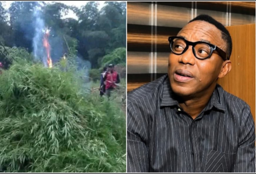 Sowore Calls for Cannabis Legalization, Slams NDLEA Over Farm Destruction